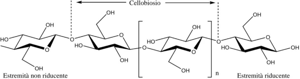 Figura 1. Struttura della cellulosa 
