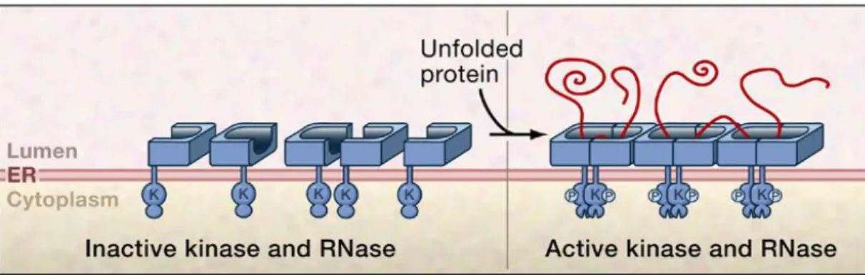 Figura 3. Un modello ipotetico descrive l’attivazione di Ire1 attraverso la oligomerizzazione  determinata  dal  legame  di  proteine  unfolded  (indicate  in  rosso)