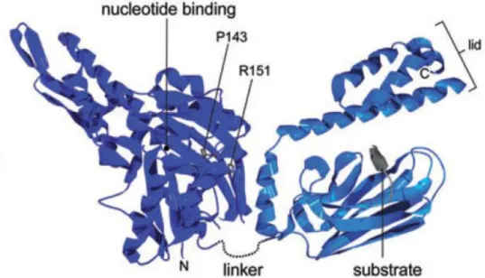 Figura  5.  Conformazione  della  principale  Hsp70  di  E.  coli  (DnaK)  legata  al  corrispettivo    substrato 
