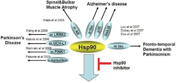 Figura  8.    Le  Hsp90  riparano  le  proteine  neuronali  aberranti  (A)  Proteine  neuronali  aberranti regolate da Hsp90