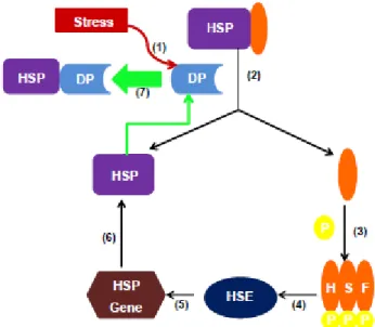 Figura 1.  Meccanismo di attivazione delle Hsp e riparazione delle proteine denaturate(DP): 
