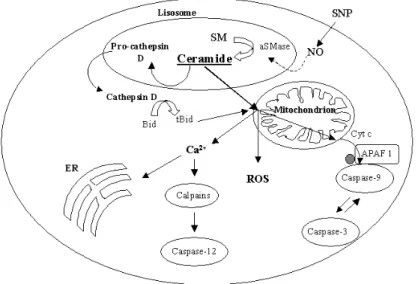 Figure 1.10: Schematic representation of the events that ceramide leads in cells for the activation of the mitochondrial apoptotic pathway.