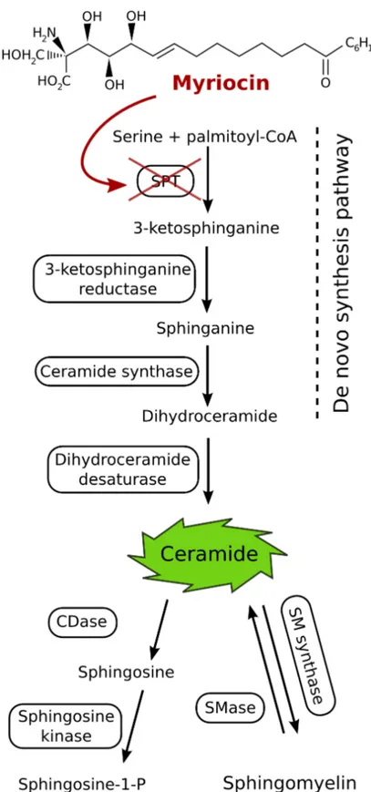 Figure 1.12: Schematic representation of the de-novo biosynthesis of ceramide and role of SPT