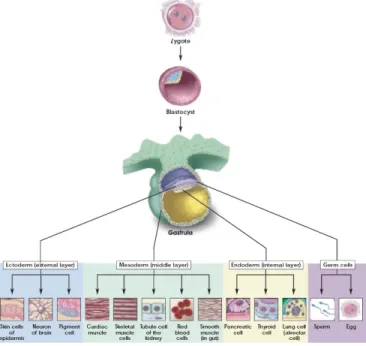 Figure 1: Pluripotency in vivo of embryonic stem cells 