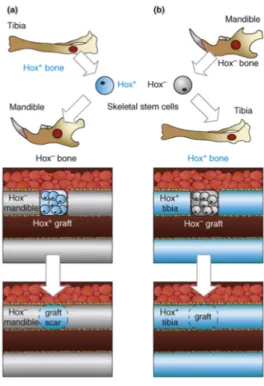 Figure  26:  Hox  status  and  bone  regeneration  in  mouse.  Cells  expressing  Hox  genes  (for  example  Hoxa11)  are  in  light  blue  and  those  not  expressing  Hox  are  indicated  in  light  grey