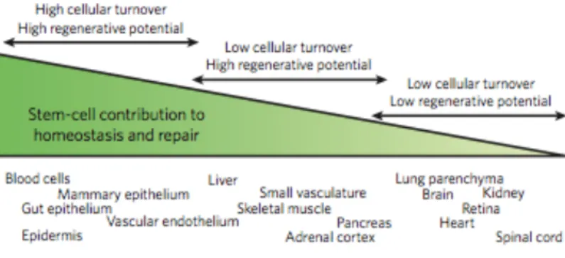 Figure 4: Tissue heterogeneity and stem-cell functionality for homeostasis  and repair