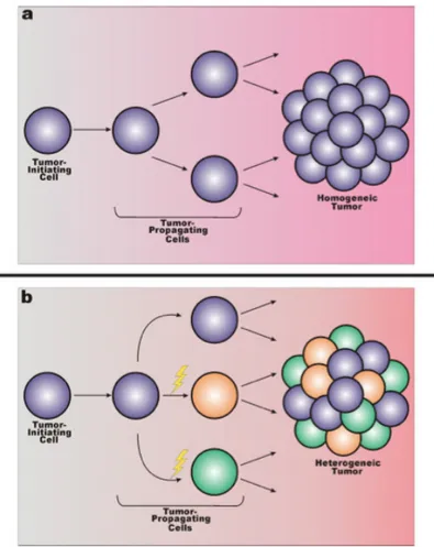 Figure 6: Is the tumor-initiating cell also the tumor-propagating cell. Two  primary models that speculate the individuality of the tumor-initiating cell  and the propagating cell