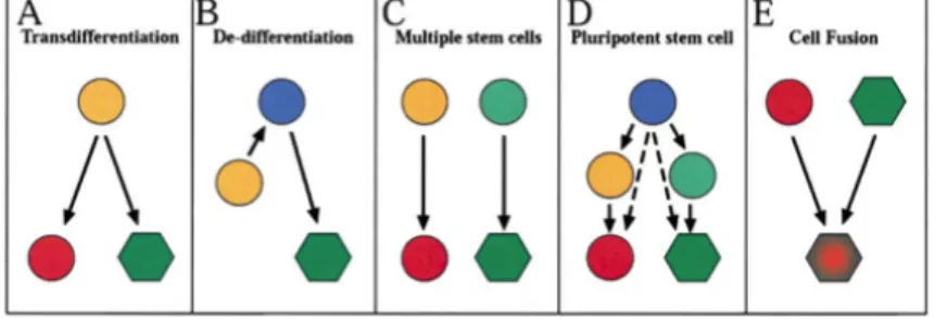 Figure  7:  Schematic  diagram  depicting  potential  mechanisms  and  explanations for observations of adult stem cell plasticity