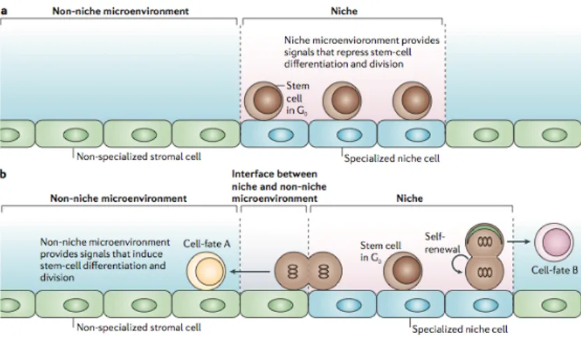 Figure  10:  Different  types  of  niches.  a)  Quiescent-storage  niche.  b)  Self- Self-renewing niche