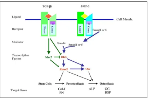 Figure 17: Regulation of osteogenesis. 