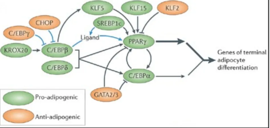 Figure 18: Regulation of adipogenesis. 