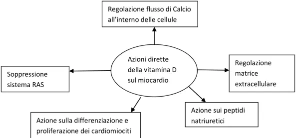 Figura 4 – Azioni dirette della vitamina D sul miocardio