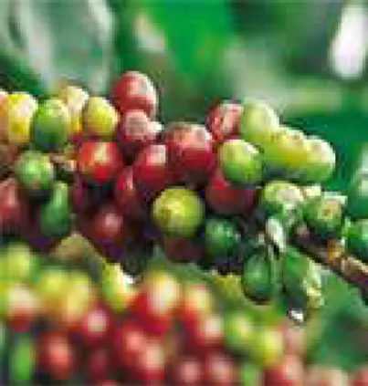 Figura 9 - I frutti  della pianta del caffè. 