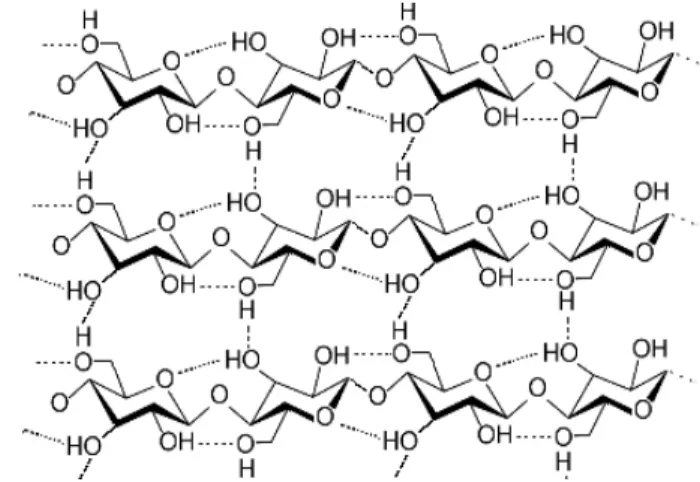 Figura 14 - Legami a idrogeno intra e  intermolecolari tra i gruppi ossidrilici 