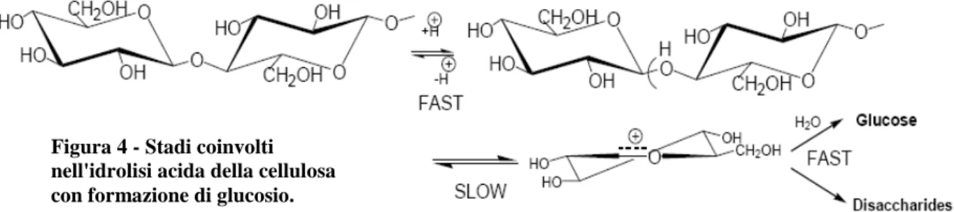 Figura 4 - Stadi coinvolti  nell'idrolisi acida della cellulosa  con formazione di glucosio