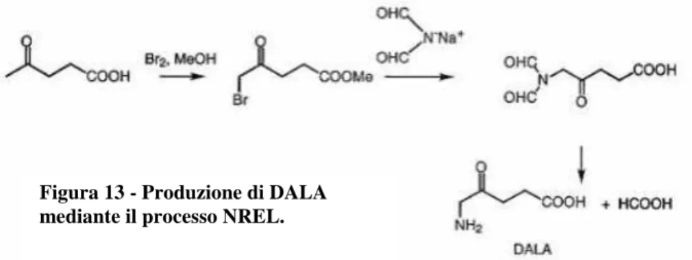 Figura 13 - Produzione di DALA  mediante il processo NREL. 