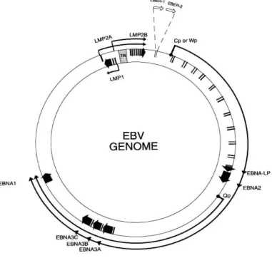 Figura 3.Genoma di EBV 