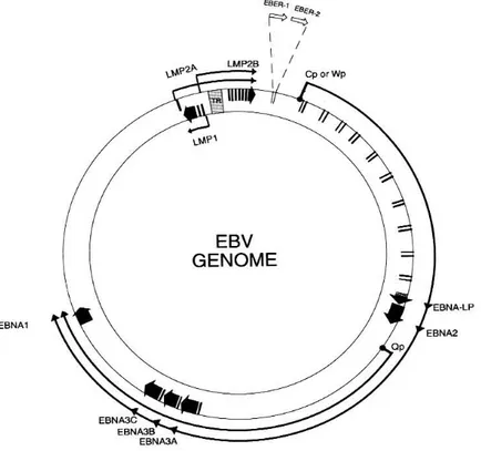 Figura 3.Genoma di EBV 