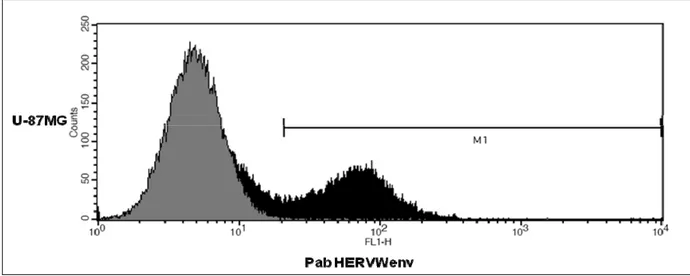 Figura 4b. Espressione della proteina HERV-Wenv sulla membrana delle U-87MG 
