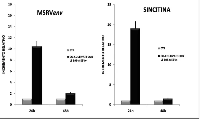 Figura 5. Cinetica di espressione di MSRVenv e sincitina-1 in cellule astrocitarie U-87MG dopo co-coltivazione con le  cellule B-958  