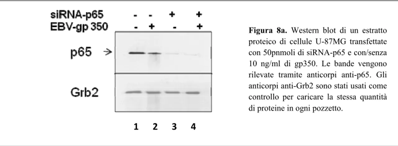 Figura 8a. Western blot di un estratto  proteico di cellule U-87MG transfettate  con 50pnmoli di siRNA-p65 e con/senza  10 ng/ml di gp350
