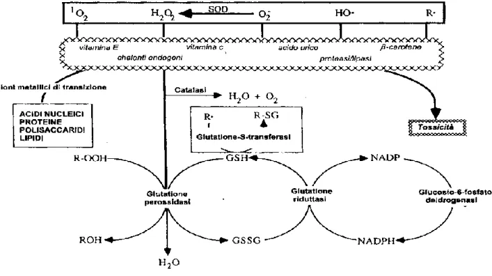 Figura 2 - Sistema di difesa antiossidante 
