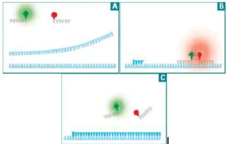 Figura 23: Sonda FRET per REAL-TIME PCR. 