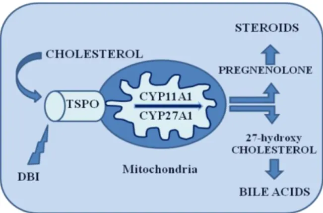 Figure  2.  Cholesterol  metabolism  in  hepatic  and  steroidogenic  cells.  Cholesterol  binds  to  TSPO  and  its  transported  up  on  binding  of  endozepine  also  called  DBI