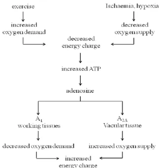 Figure 46. Role of adenosine, adenosine A 1  and A 2A  ARs in energy supply demand balance