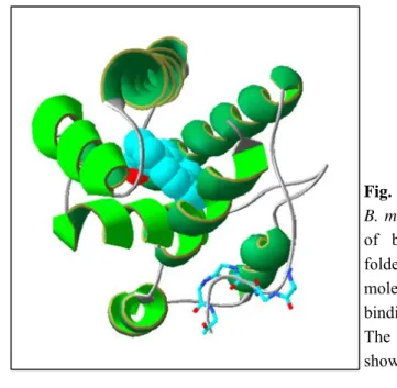 Fig. 6. Three-dimensional structure of the  B.  mori PBP  complexed with  a molecule  of  bombykol