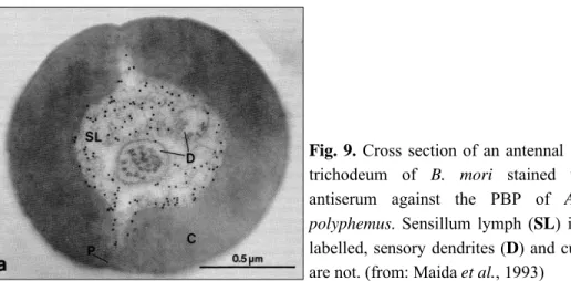 Fig. 9. Cross  section  of  an  antennal  sensillum  trichodeum  of  B.  mori stained  with  the  antiserum  against  the  PBP  of  Antheraea  polyphemus