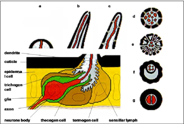 Fig.  1. Schematic representation of insect sensilla. a-c: Longitudinal sections. d-g: Transversal  sections