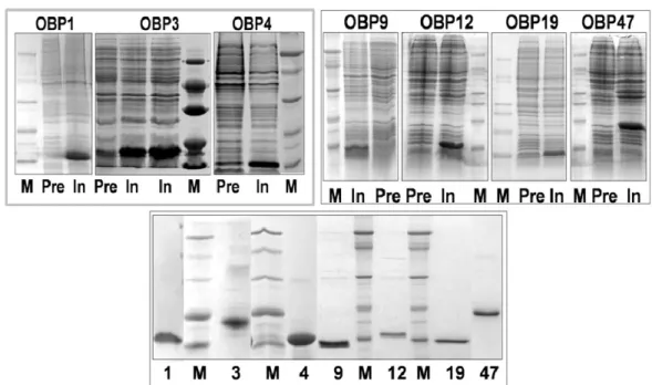 Fig.  31. Expression  and  purification  of  seven  OBPs  of  An. gambiae.  Upper  two  panels: