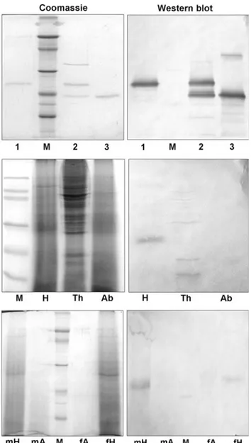 Fig. 2 Analysis and tissue expression of OBP47. Upper panel:
