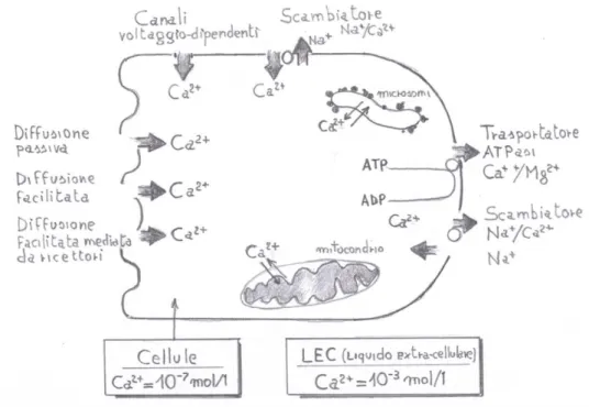 Figura 4.1: rappresentazione schematica del flusso di calcio attraverso la membrana  citoplasmatica e tra i citoplasmi e i granuli  (21)