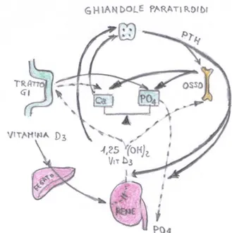 Figura 6.1: alterazioni delle relazioni tra   le concentrazioni plasmatiche di calcio, fosforo,   paratormone, vit