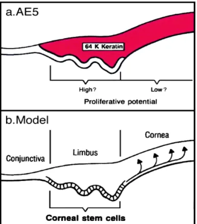 Fig. 2 Localizzazione limbare delle cellule staminali corneali, fase di amplificazione e transito delle cellule