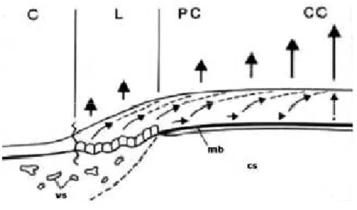 Fig. 4 – L’esfoliazione delle cellule superficiali nell’epitelio corneale centrale potrebbe essere responsabile di  un  “risucchio”  dalla  porzione  periferica  con  migrazione  centripeta  delle  cellule