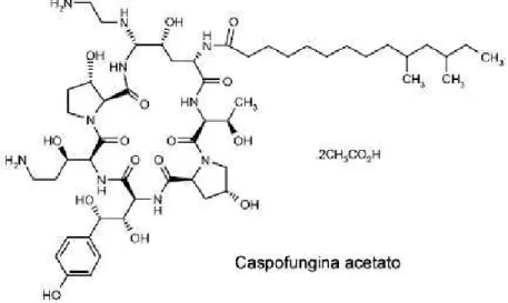 Figura  7  A.  Caspofungina,  la  prima  echinocandina  prodotta,  attiva  contro alcune specie di Candida e Aspergillus.