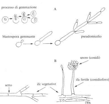 Figura  2  A.  Lieviti,  gemmazione  della  blastopora,  formazione  dello  pseudo micelio
