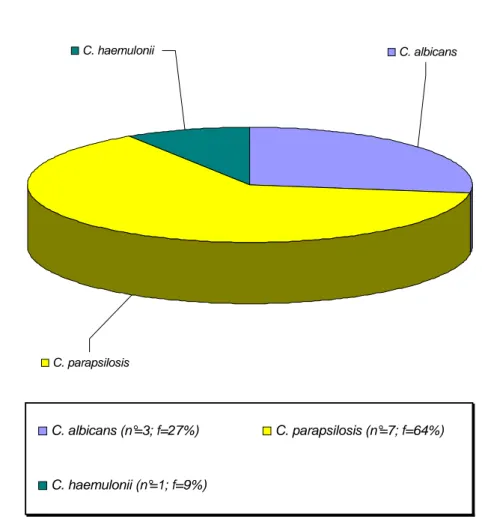 Figura 20.  Distribuzione  delle principali specie di  lievito isolate  da pazienti  dell’ambulatorio piede diabetico (numero totale=11)