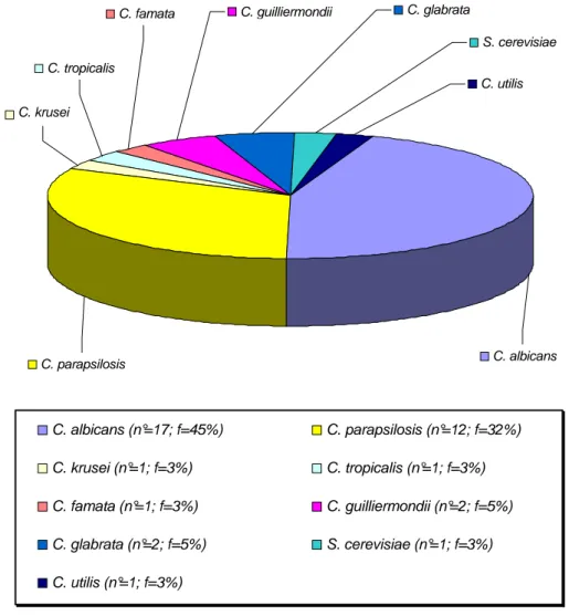 Figura 21.  Distribuzione  delle principali specie di  lievito isolate  da pazienti  del  reparto  di  pneumologia  ambulatoriale  endoscopica  (numero  totale=38)