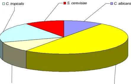 Figura  25.  Distribuzione  delle  principali  specie  di  lievito  isolate  da  emocolture