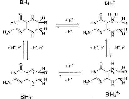 Figura 8 Strutture del cofattore BH 4  nella biosintesi dell’NO; R=-CH(OH)-CH(OH)-CH 3 