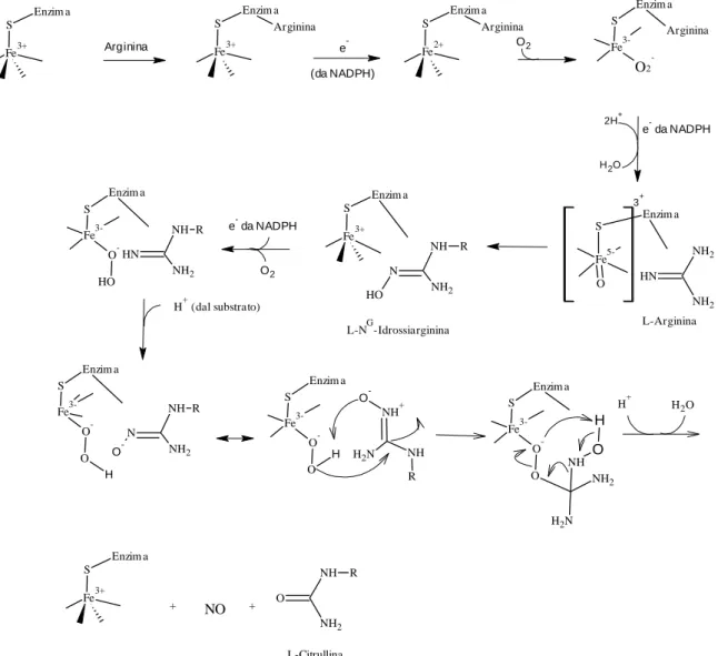 Figura 9 Meccanismo proposto della biosintesi dell’Ossido Nitrico catalizzata dalla NOS 