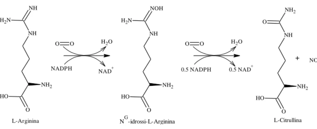 Figura 5 Schema sintetico dell’Ossido Nitrico a partire dal substrato naturale L-Arginina