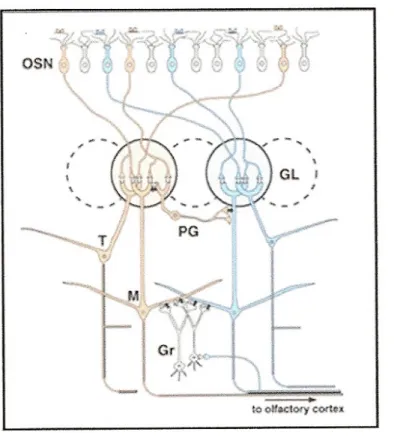 Figura 6. Diagramma dei circuiti base che riassume l’organizzazione sinaptica del  bulbo  olfattivo
