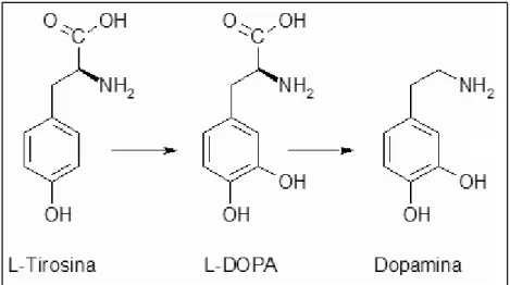 Figura 3 Sintesi Dopamina