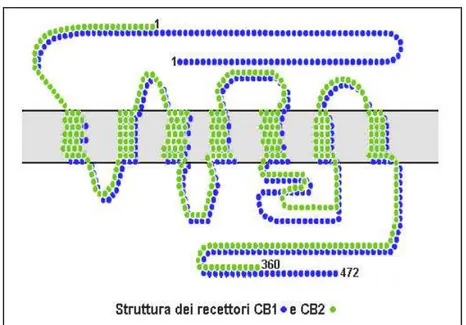 Figura 5 Differenze strutturali tra CB1 e CB2 