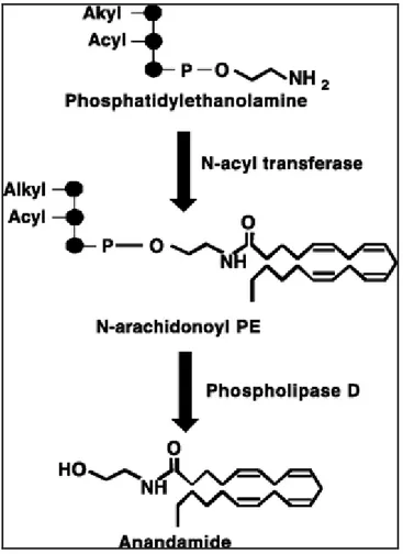 Figura 8 Biositesi Anandamide 